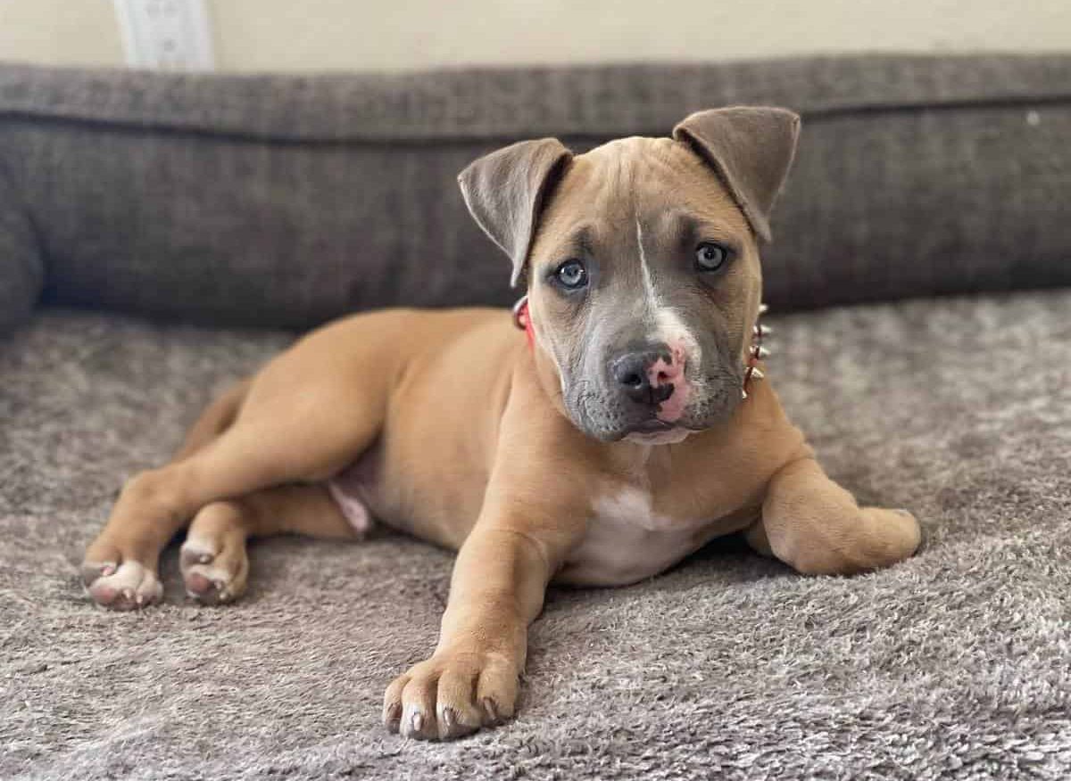 A young American Bully lounging on the couch