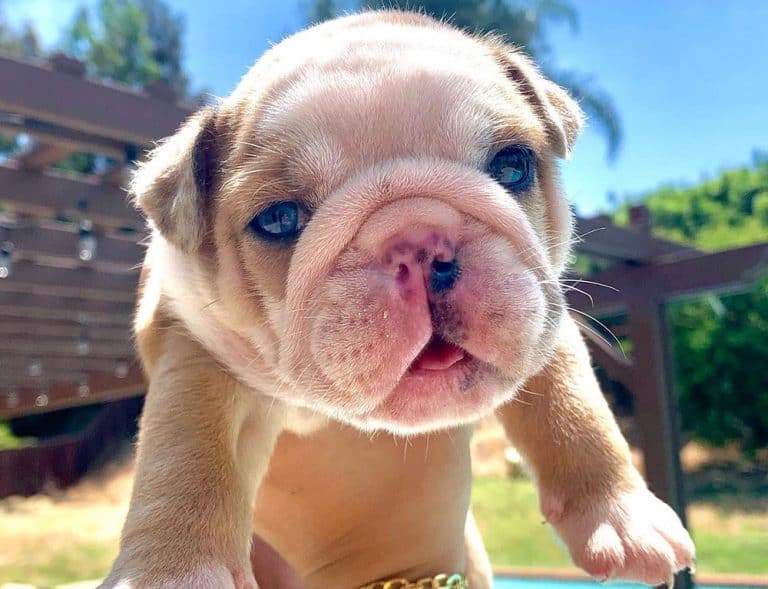 English Bulldog Growth and Weight Chart (Male & Female) K9 