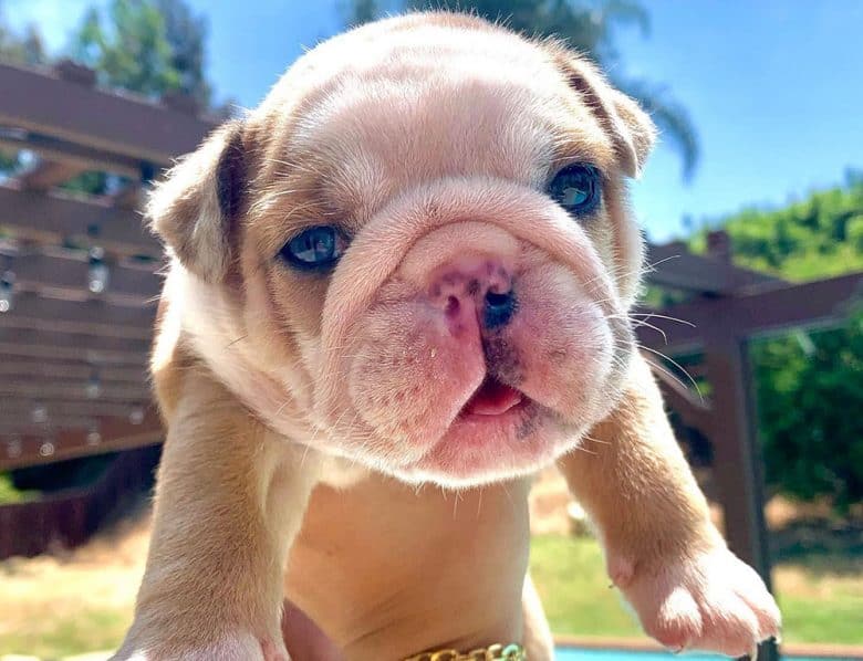A 1-month-old English Bulldog puppy