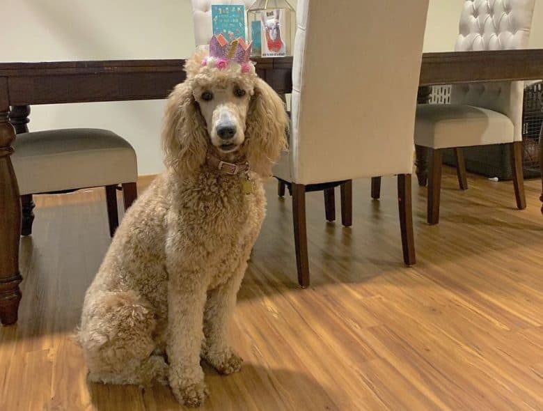 A 1-year-old Standard Poodle celebrates birthday