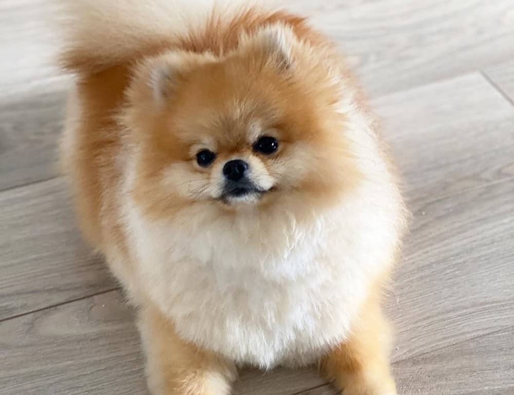 A 10 months old Baby Doll Pomeranian dog