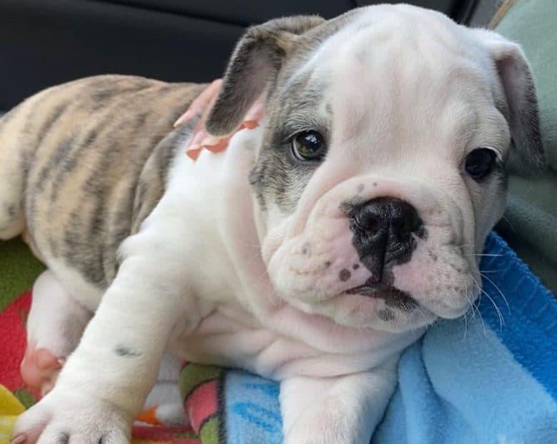 A 2-month-old English Bulldog