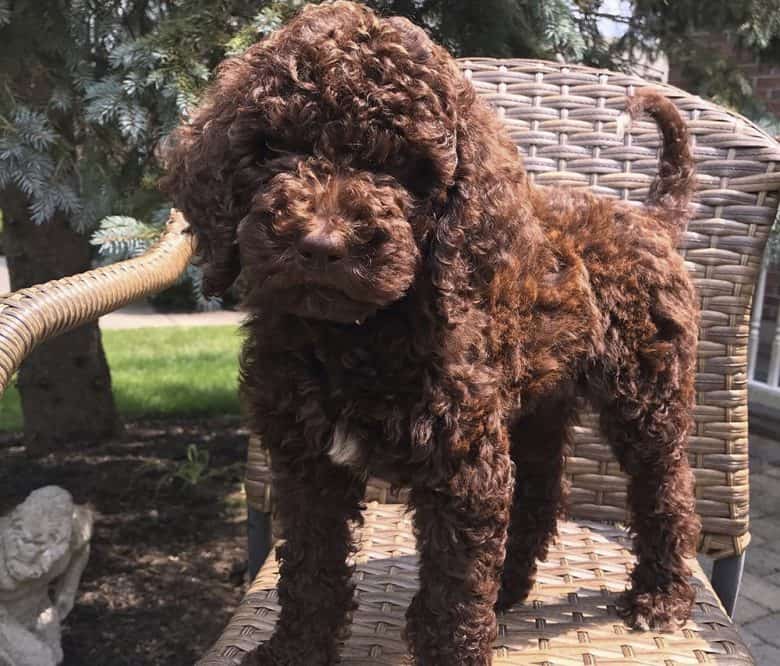 A 2-month-old Standard Poodle
