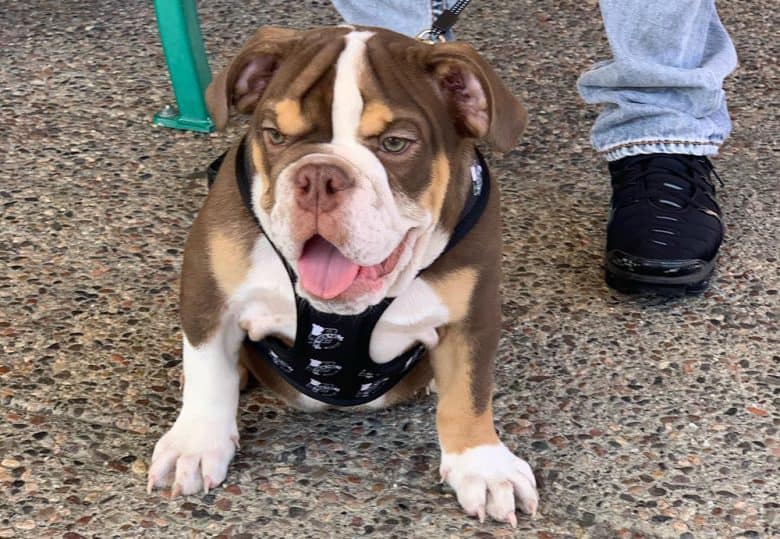 A 3-month-old English Bulldog