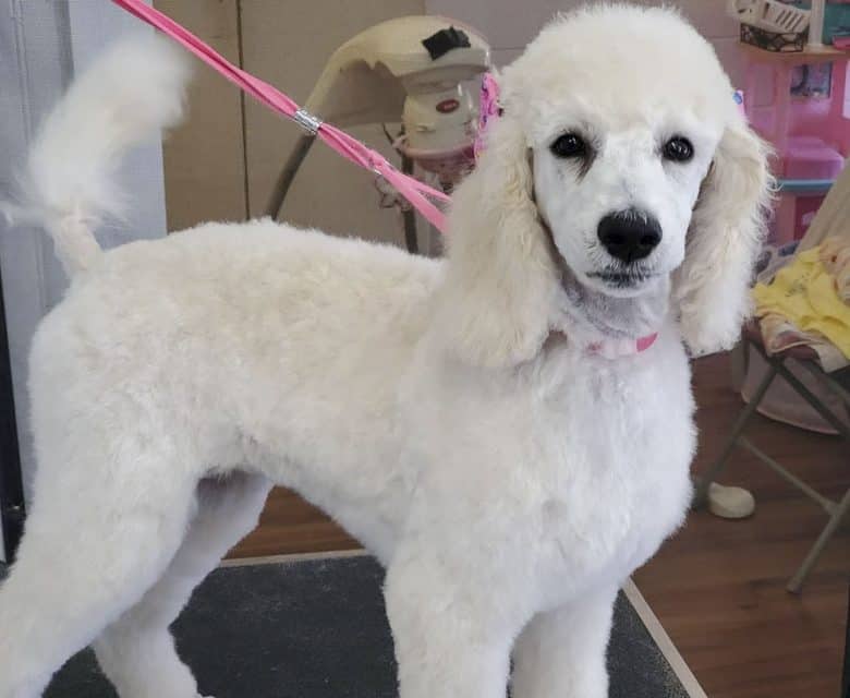 A 3-month-old White Standard Poodle