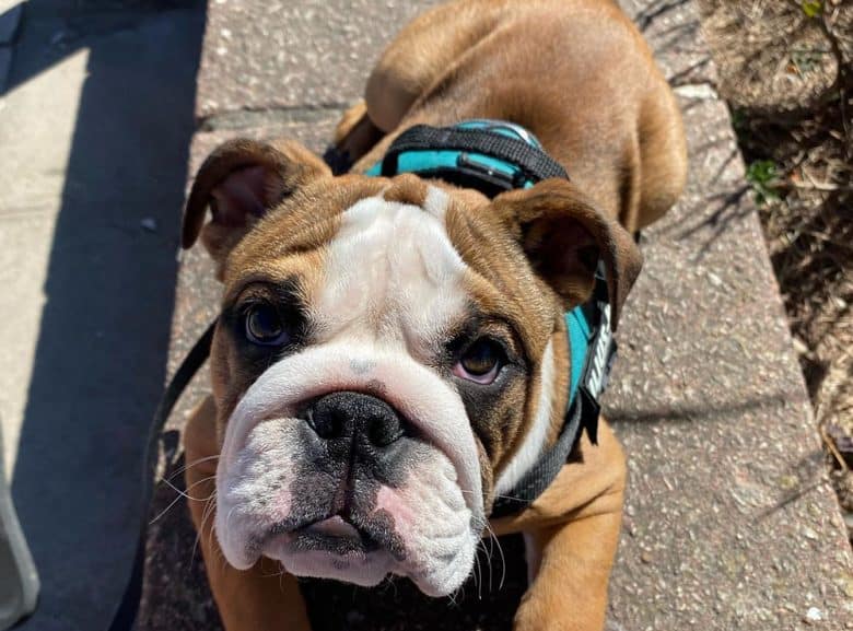 A 4-month-old English Bulldog