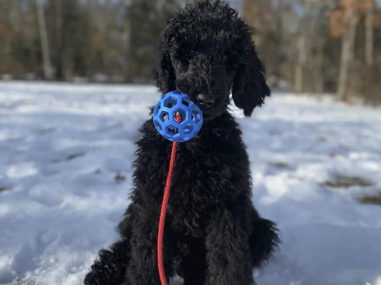A 4-month-old Standard Poodle dog