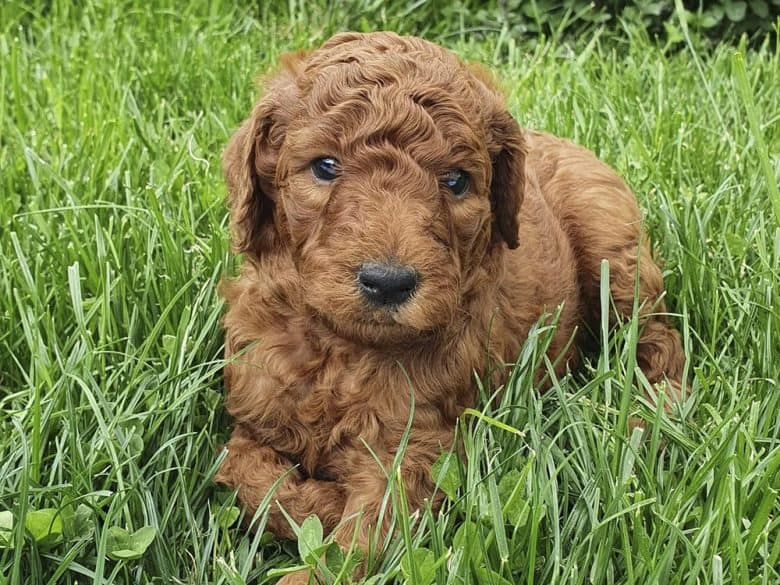 A 4-week-old Red Standard Poodle