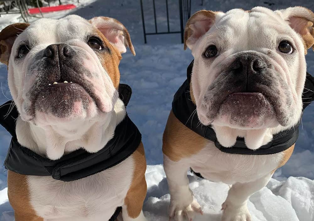 The 5-month-old identical English Bulldogs