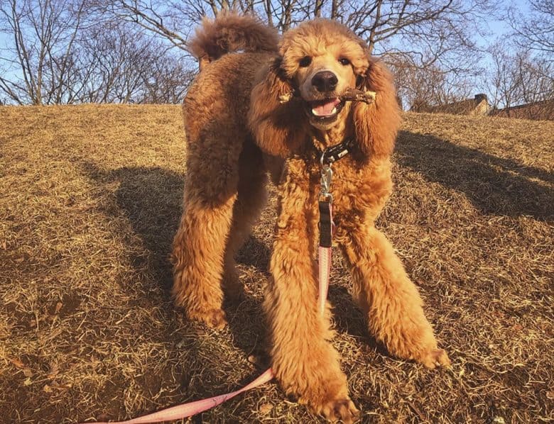 A 5-month-old Red Standard Poodle dog