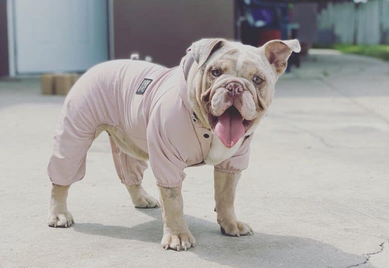 A 6-month-old English Bulldog with suit