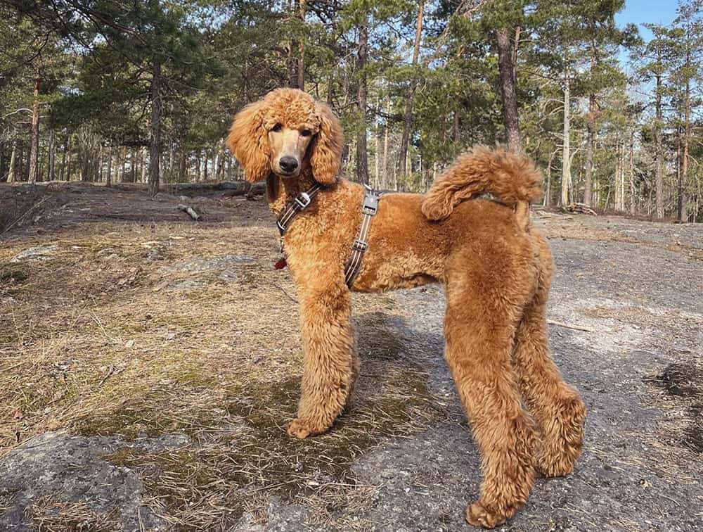 A 6-month-old Standard Poodle dog in an adventure