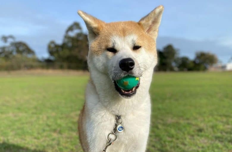 An Akita playing with a ball