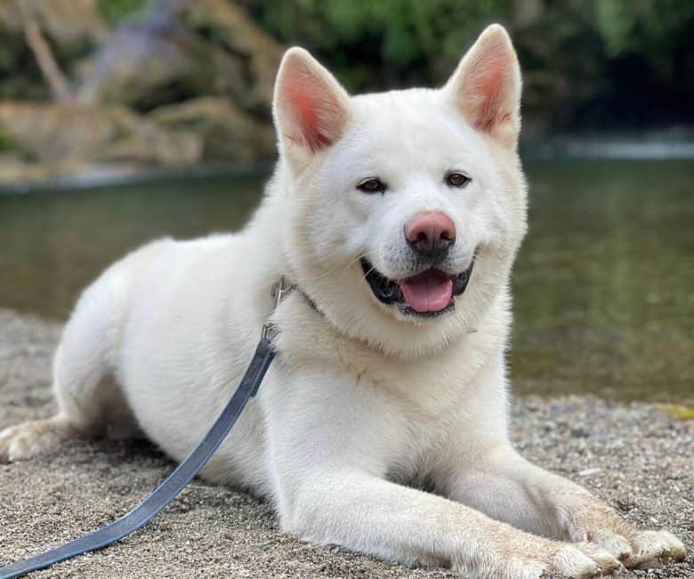 A white Akita dog