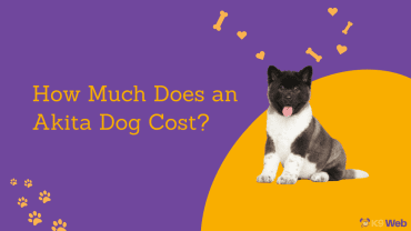 Akita Dog Price Guide