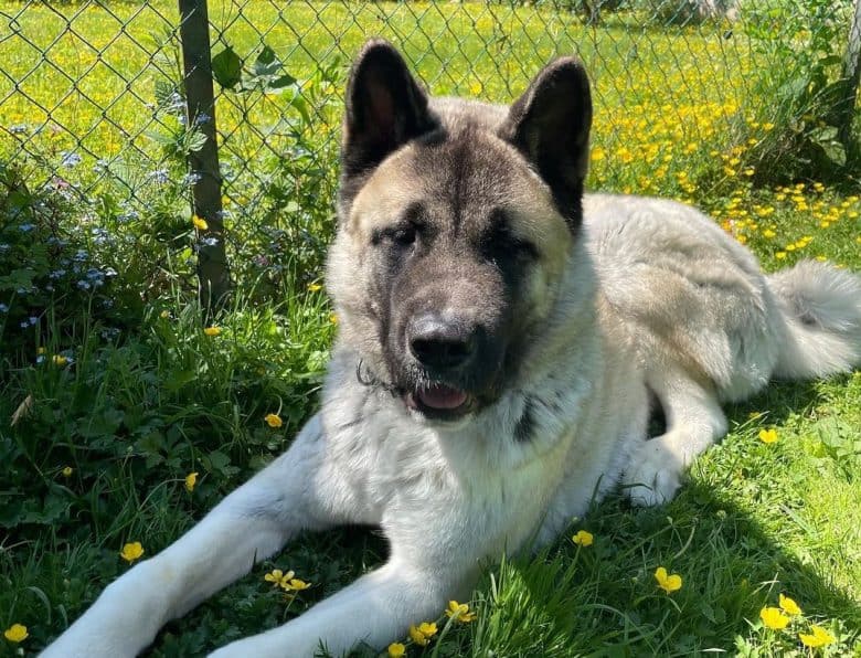 An American Akita lying in the grass