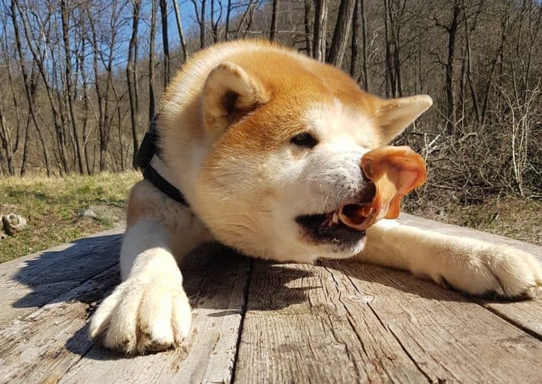 An Akita dog eating a treat