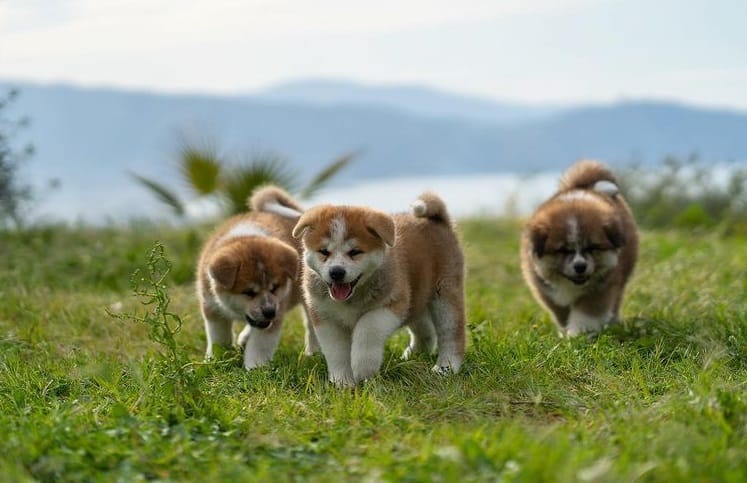 Three Akita puppies