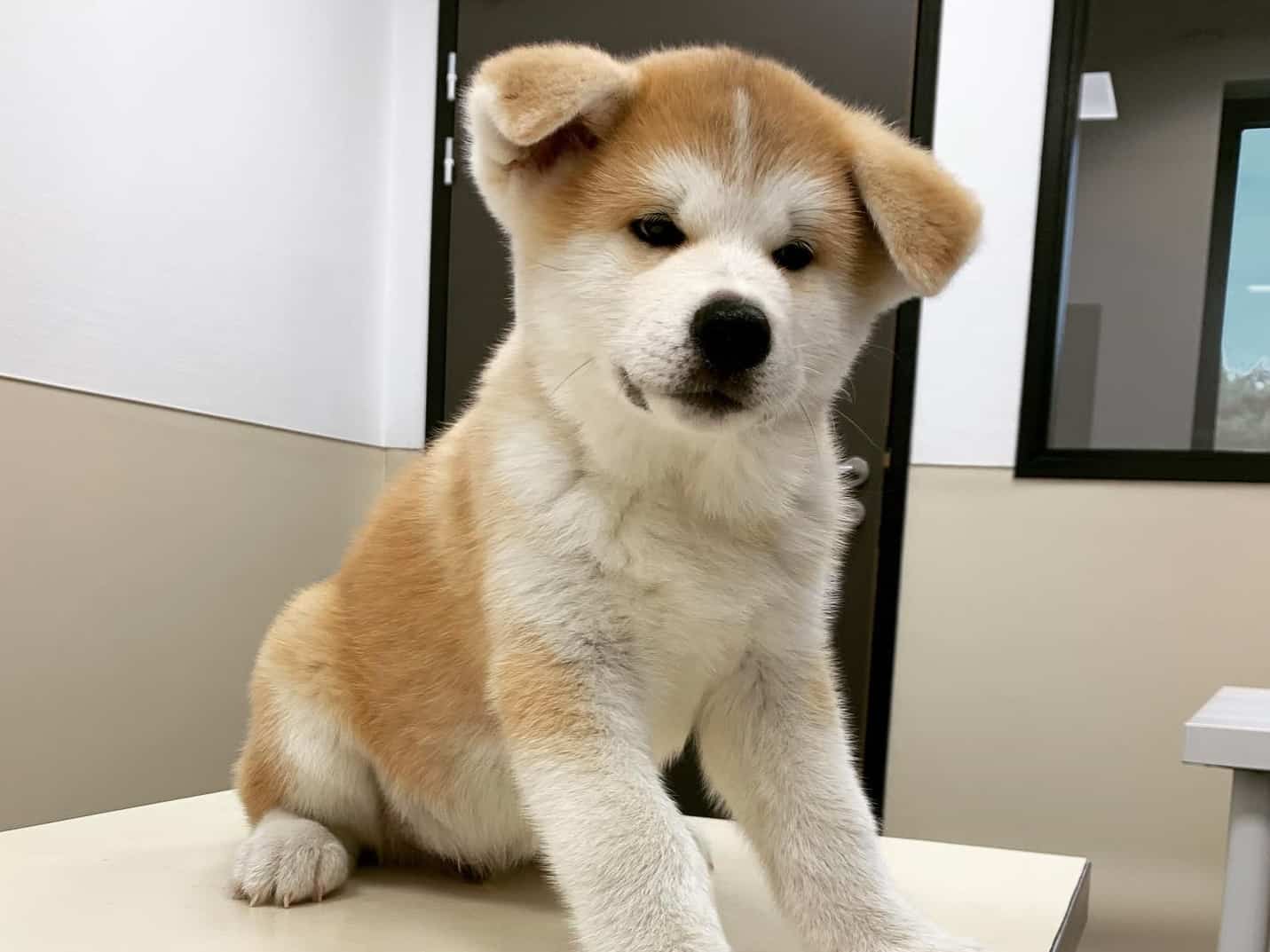 Akita Price How Much Should You Pay for an Akita Dog? K9 Web