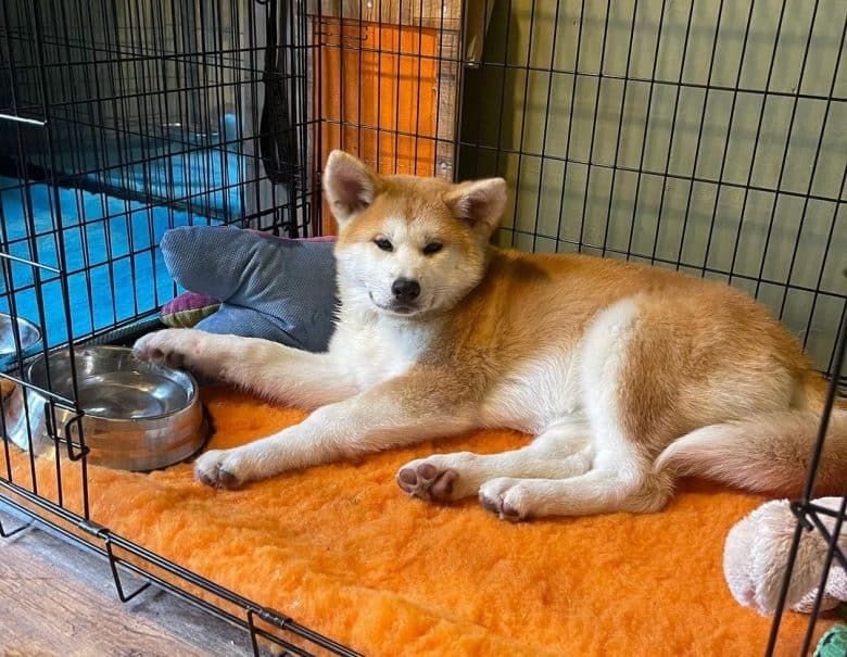 An Akita puppy inside a dog crate