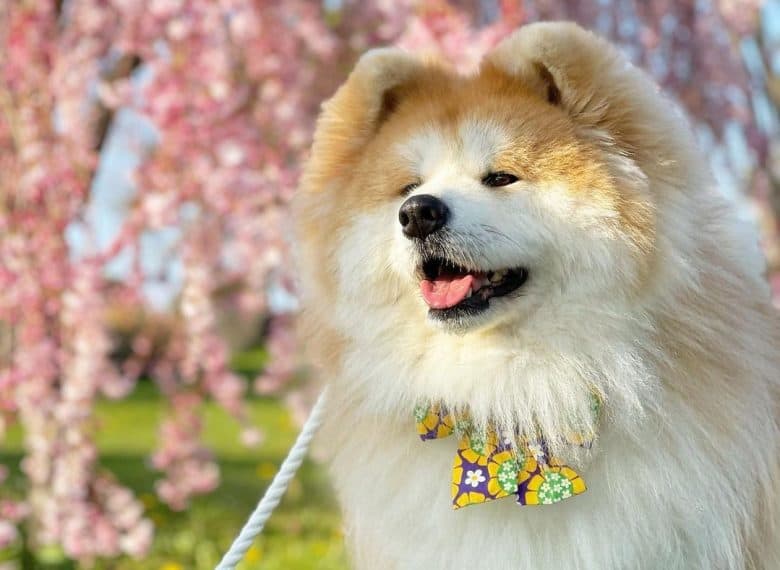 An Akita, on a leash, wearing a bow tie collar