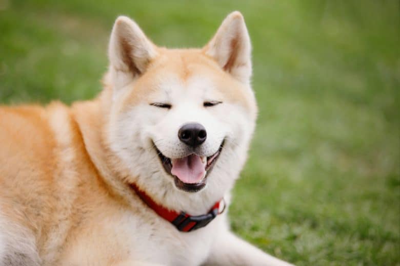 A smiling Japanese Akita Inu