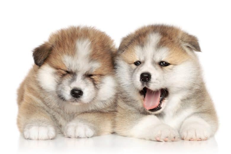 Two Akita puppies