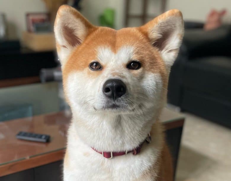 A close-up image of an Akita