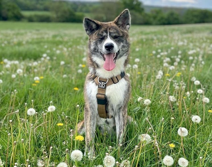 An Akita in a flower field