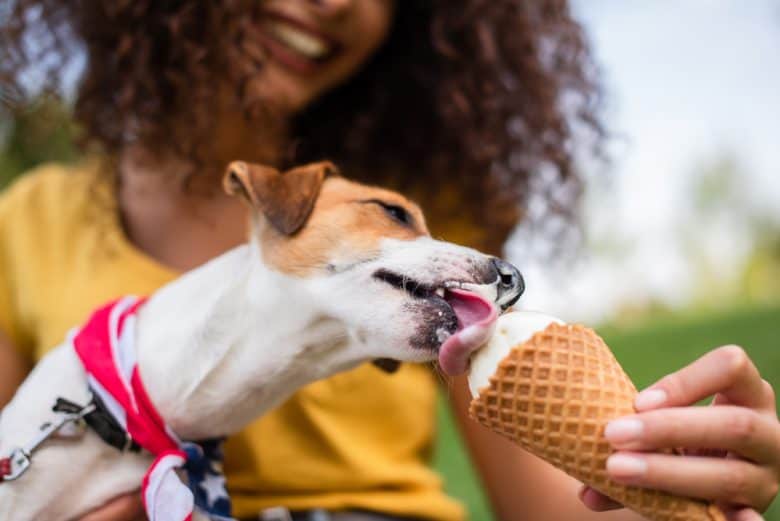 A Jack Russell Terrier dog eating ice cream