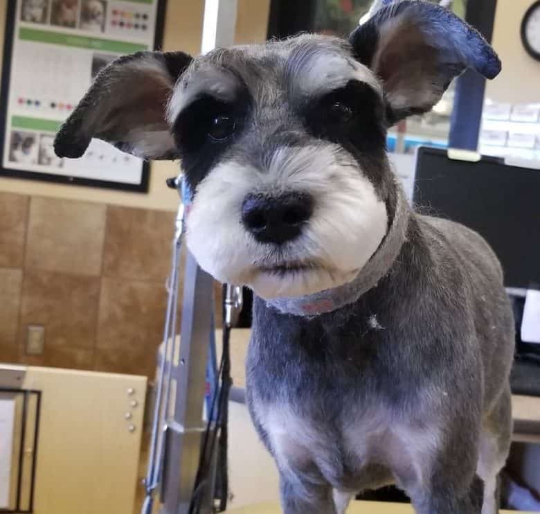 A Schnauzer dog having Asian fusion looks