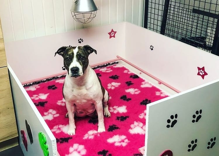 A pregnant American Staffordshire Terrier in a whelping box