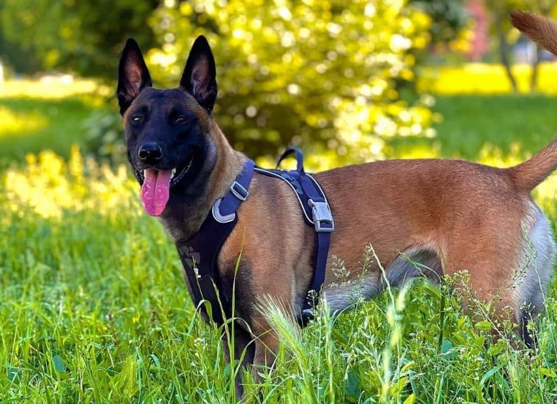 A Belgian Malinois standing in the grass