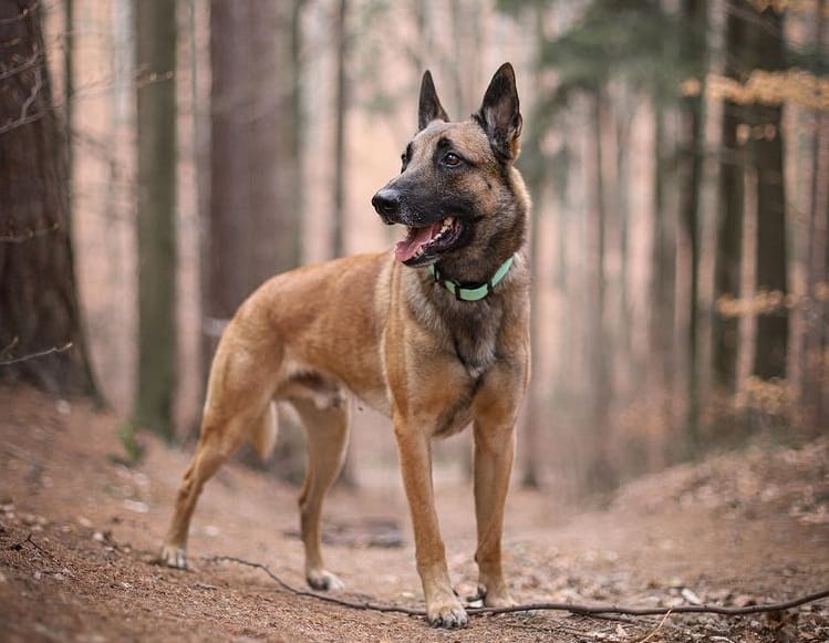A Belgian Malinois in the woods