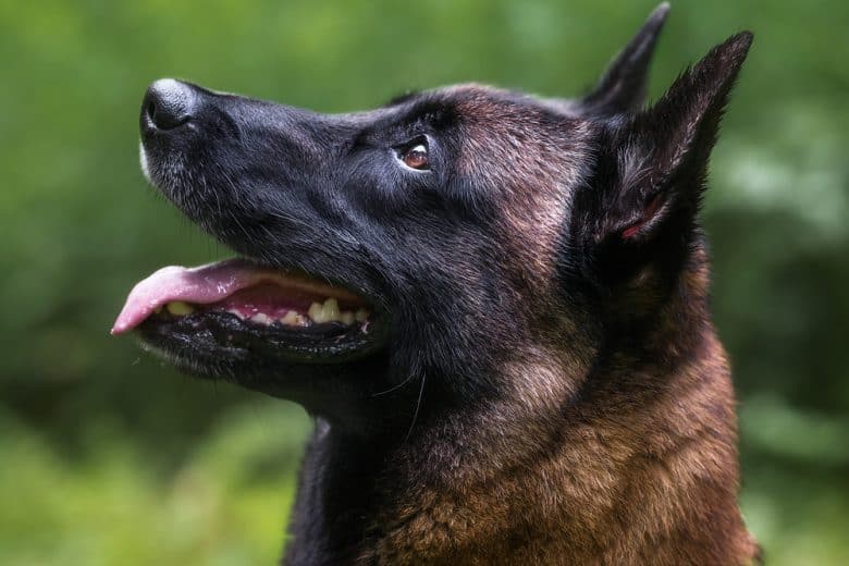 A close-up image of a Belgian Malinois looking up