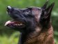 Belgian Malinois Dog Breed: Pictures, Colors, Bark, Characteristics, and Diet
