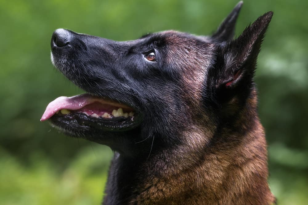 A close-up image of a Belgian Malinois looking up