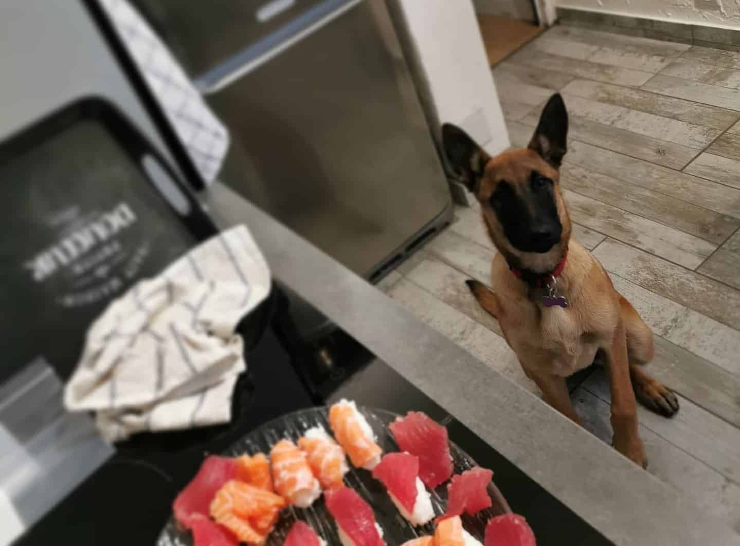 Belgian Malinois Dog Breed Pictures, Colors, Bark, Characteristics