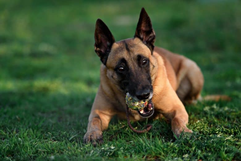 A Belgian Malinois puppy playing with a toy