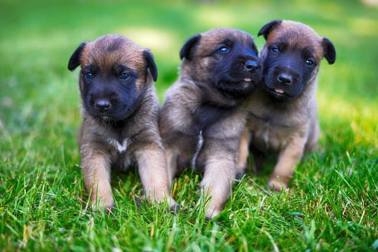 Three Belgian Malinois puppies