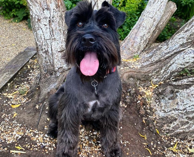A black Schnauzer with traditional haircut