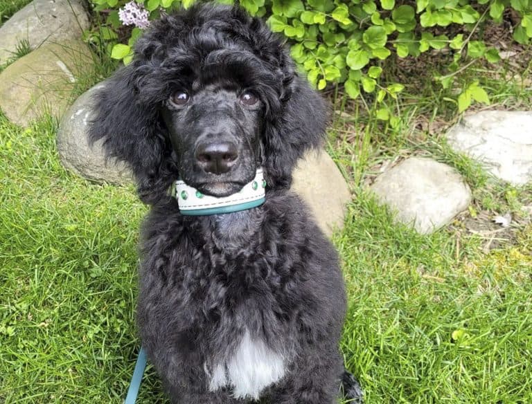 Standard Poodle Growth and Weight Chart (Male & Female) K9 