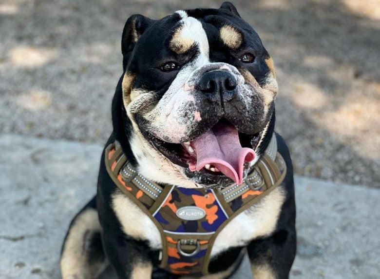 A Black Tri-color English Bulldog