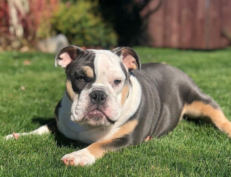 A Blue Tri-Color English Bulldog