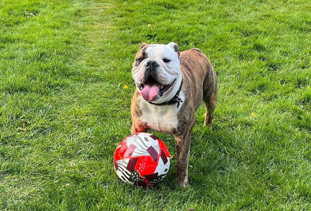 A Brindle English Bulldog playing a ball