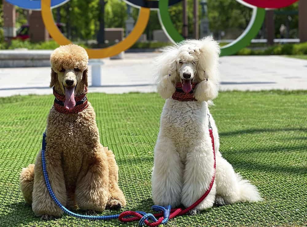 Brown and White Standard Poodles