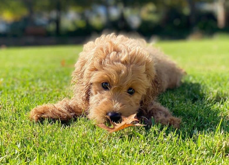 A Toy Goldendoodle puppy