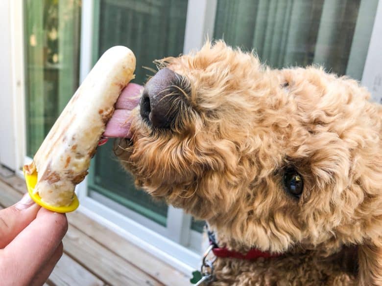 A Labradoodle eating ice cream