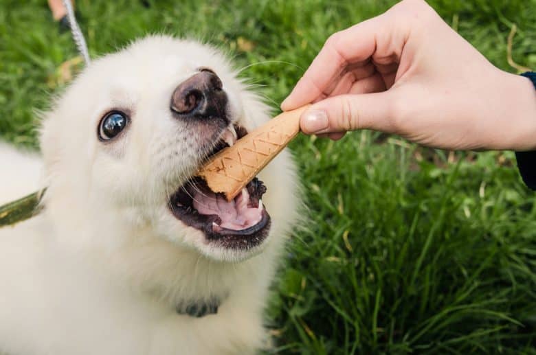 Can Dogs Eat Ice Cream? When It's Safe for Dogs and When It's Not? 5 A dog eating an ice cream cone