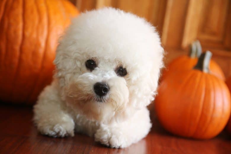 Bichon Frise puppy with pumpkins